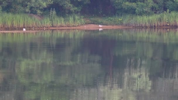 Piękny Krajobraz Nad Rzeką Odbicie Wodzie Letni Wieczór Nad Rzeką — Wideo stockowe