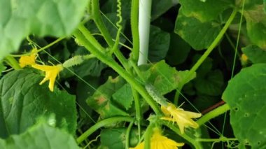 Salatalık filizleri. yeşil salatalık yaprakları