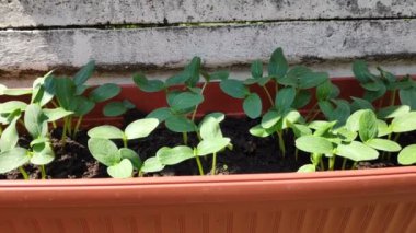 Salatalık filizleri. yeşil salatalık yaprakları