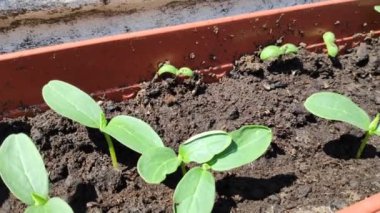 Salatalık filizleri. yeşil salatalık yaprakları