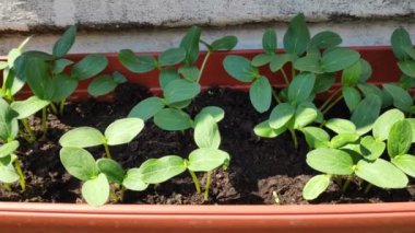 Salatalık filizleri. yeşil salatalık yaprakları