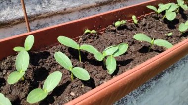 Salatalık filizleri. yeşil salatalık yaprakları