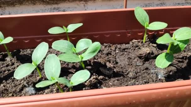 Brotos Pepinos Folhas Verdes Pepinos — Vídeo de Stock