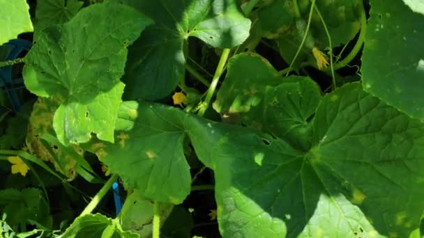 Salatalık Filizleri Yeşil Salatalık Yaprakları — Stok video