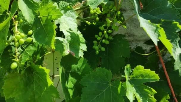 Green Bunches Grapes Leaves Pride Grapes Vine — Stock Video