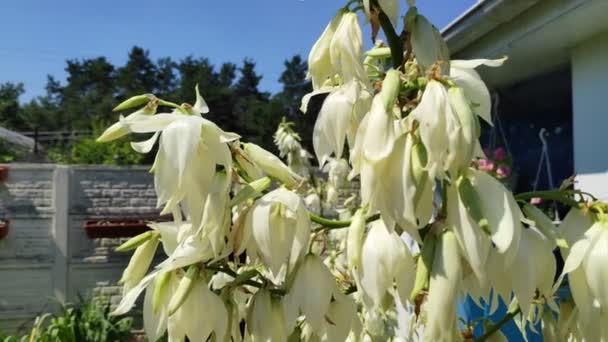 Hermosas Flores Yuki Yuka Está Floreciendo Ycca — Vídeo de stock