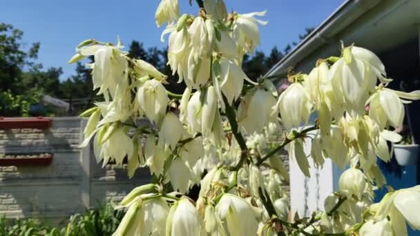 Vackra Blommor Yuki Yuka Blommar Gurkväxter — Stockvideo