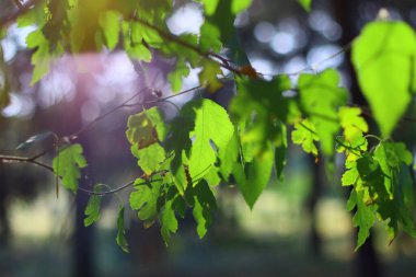 Güneşin altında güzel yeşil yapraklar