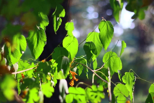 Schöne Grüne Blätter Der Sonne — Stockfoto