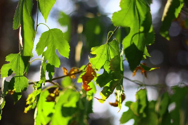 Красиве Зелене Листя Сонці — стокове фото