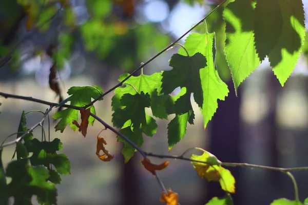 Schöne Grüne Blätter Der Sonne — Stockfoto