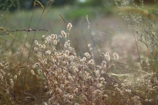 Beautiful Dry Grass Sun — Stock Photo, Image