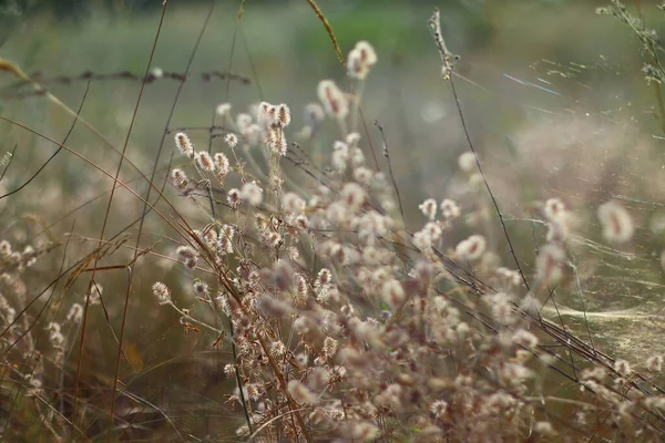 Schönes Trockenes Gras Der Sonne — Stockfoto