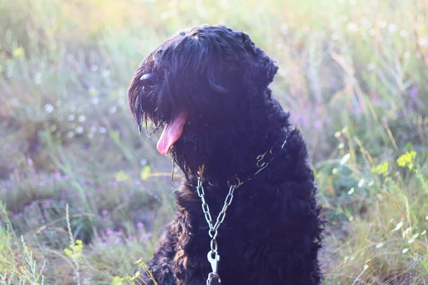 Großer Schwarzer Hund Zotteliger Hund Schwarzer Terrier — Stockfoto