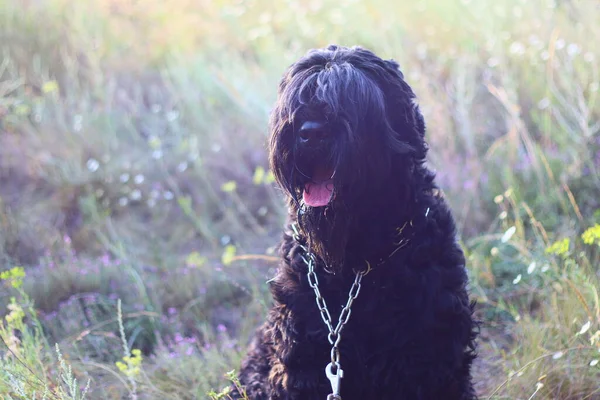 Großer Schwarzer Hund Zotteliger Hund Schwarzer Terrier — Stockfoto
