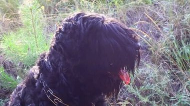 Büyük siyah köpek. Tüylü köpek. Siyah Teriyer