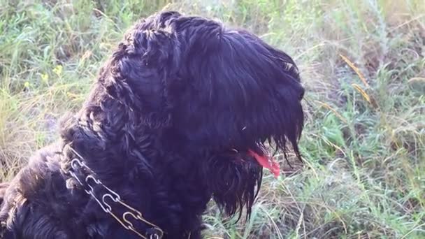 Gran Perro Negro Perro Peludo Terrier Negro — Vídeo de stock