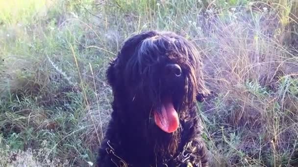 Grote Zwarte Hond Een Shaggy Dog Zwarte Terriër — Stockvideo