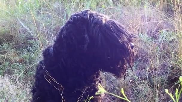 Großer Schwarzer Hund Zotteliger Hund Schwarzer Terrier — Stockvideo