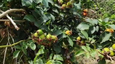 Yeşil ve kırmızı gül kalçalar. Çalılıklarda gül kalçaları