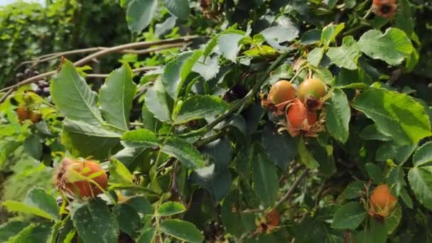 Green Red Rose Hips Rose Hips Bush — Stock Video