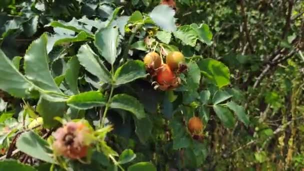 Zielone Czerwone Róże Biodra Różane Biodra Krzewie — Wideo stockowe