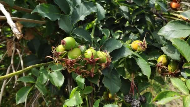 Hanches Roses Vertes Rouges Hanches Roses Sur Buisson — Video