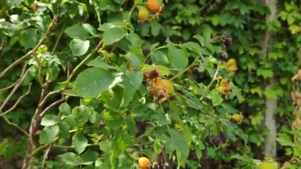 Green Red Rose Hips Rose Hips Bush — Stock Video