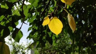 Ağaçta sarı ve yeşil yapraklar var. Bir dalda sonbahar sarı yaprağı