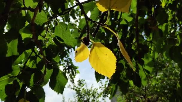 Folhas Amarelas Verdes Árvore Folha Amarela Outono Ramo — Vídeo de Stock