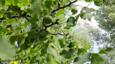 Ceviz. bir dalda yeşil fındık