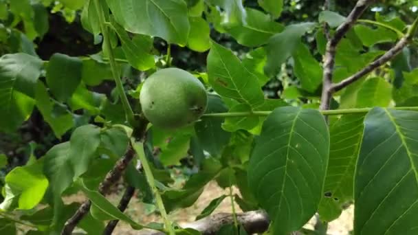 Орех Зеленые Орехи Ветке — стоковое видео