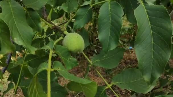 Орех Зеленые Орехи Ветке — стоковое видео