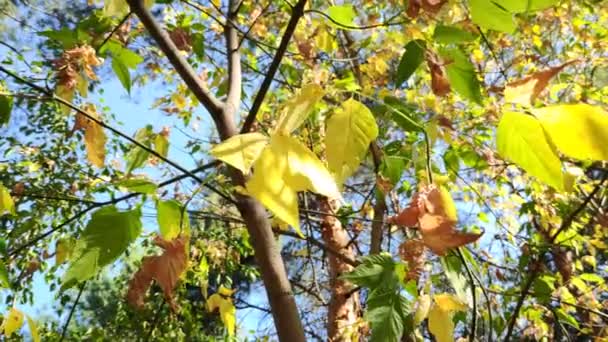 belles feuilles sur une branche. jaune automne et feuilles vertes. arbres dans la forêt