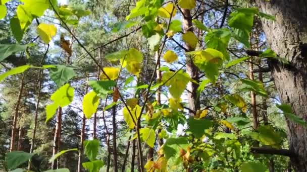 Beautiful Leaves Branch Yellow Autumn Green Leaves Trees Forest — Stock Video