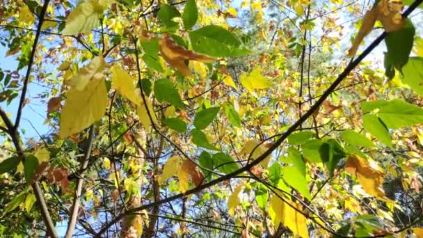 belles feuilles sur une branche. jaune automne et feuilles vertes. arbres dans la forêt