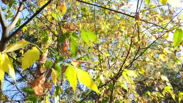 树枝上美丽的叶子 黄色的秋天和绿色的叶子 森林中的树木 — 图库视频影像
