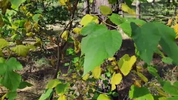 枝に美しい葉 黄色の秋と緑の葉 森の中の木 — ストック動画