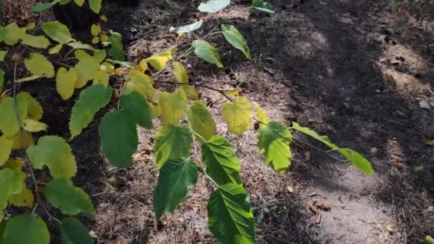 Belas Folhas Ramo Outono Amarelo Folhas Verdes Árvores Floresta — Vídeo de Stock