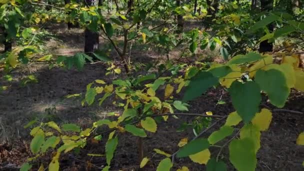 Belle Foglie Ramo Giallo Autunno Foglie Verdi Alberi Nella Foresta — Video Stock