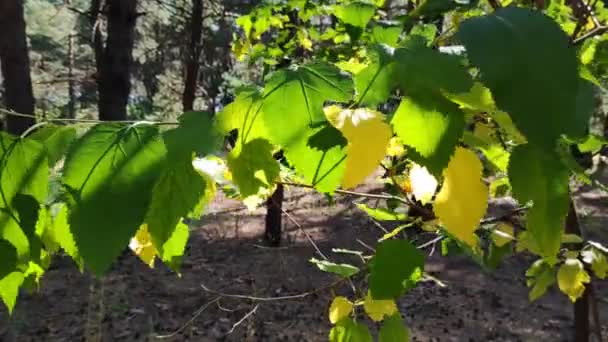 Piękne Liście Gałęzi Żółta Jesień Zielone Liście Drzewa Lesie — Wideo stockowe