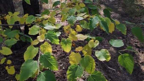 Belle Foglie Ramo Giallo Autunno Foglie Verdi Alberi Nella Foresta — Video Stock