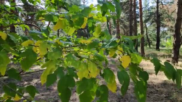 Mooie Bladeren Een Tak Gele Herfst Groene Bladeren Bomen Het — Stockvideo