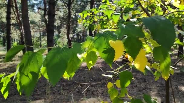 Mooie Bladeren Een Tak Gele Herfst Groene Bladeren Bomen Het — Stockvideo