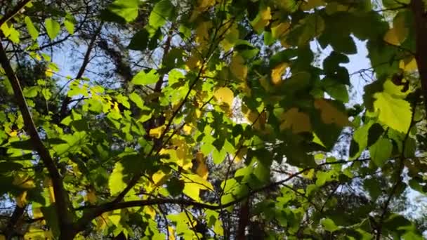 Belles Feuilles Sur Une Branche Jaune Automne Feuilles Vertes Arbres — Video