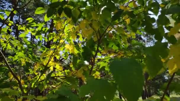 Belles Feuilles Sur Une Branche Jaune Automne Feuilles Vertes Arbres — Video