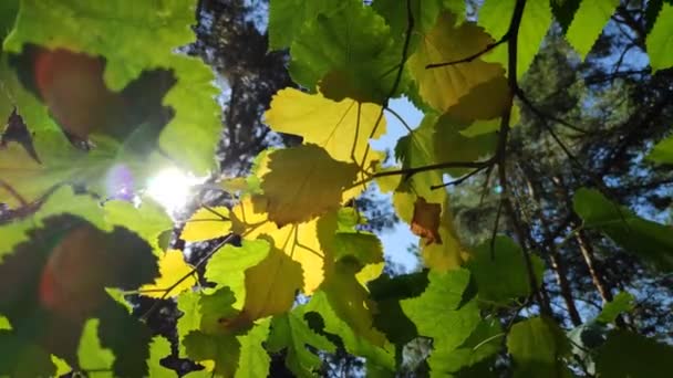 Piękne Liście Gałęzi Żółta Jesień Zielone Liście Drzewa Lesie — Wideo stockowe