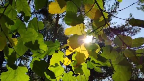 Vackra Blad Gren Gul Höst Och Gröna Blad Träd Skogen — Stockvideo