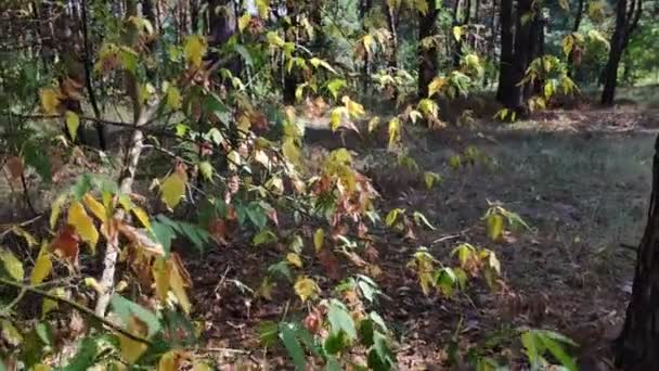 Belles Feuilles Sur Une Branche Jaune Automne Feuilles Vertes Arbres — Video