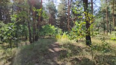 Ormanda yürü. Çam ormanı. Uzun ağaçlar ve patika. güzel doğa